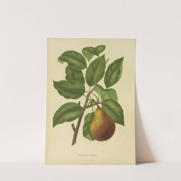 Nederlandsche flora en pomona Pl.37 (1879) by Abraham Jacobus Wendel