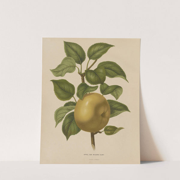 Nederlandsche flora en pomona Pl.38 (1879) by Abraham Jacobus Wendel