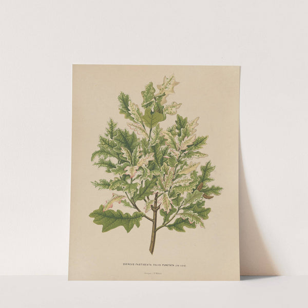 Nederlandsche flora en pomona Pl.40 (1879) by Abraham Jacobus Wendel