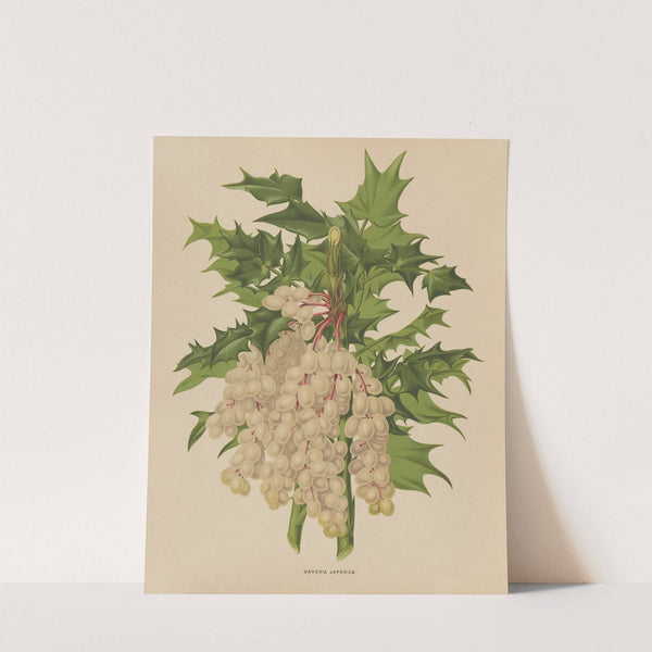 Nederlandsche flora en pomona Pl.41 (1879) by Abraham Jacobus Wendel