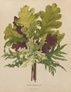 Nederlandsche flora en pomona Pl.42 (1879)