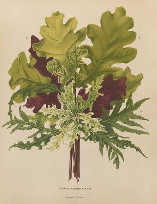 Nederlandsche flora en pomona Pl.42 (1879)