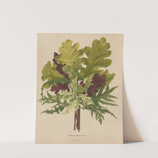 Nederlandsche flora en pomona Pl.42 (1879) by Abraham Jacobus Wendel