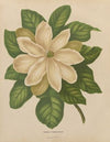 Nederlandsche flora en pomona Pl.43 (1879)