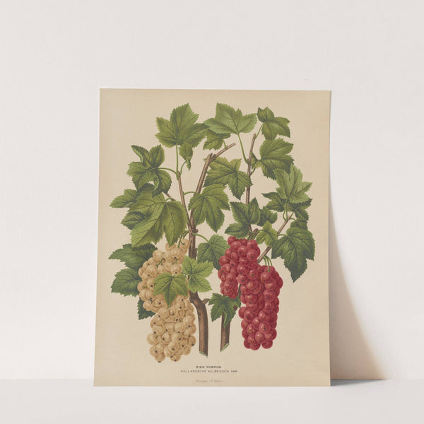 Nederlandsche flora en pomona Pl.44 (1879) by Abraham Jacobus Wendel