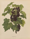 Nederlandsche flora en pomona Pl.45 (1879)