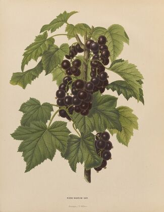 Nederlandsche flora en pomona Pl.45 (1879)