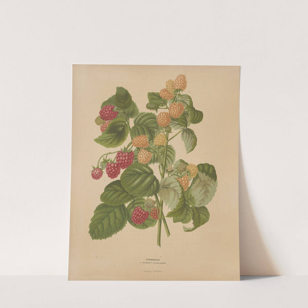 Nederlandsche flora en pomona Pl.46 (1879) by Abraham Jacobus Wendel