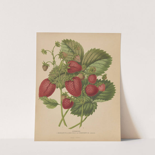 Nederlandsche flora en pomona Pl.48 (1879) by Abraham Jacobus Wendel