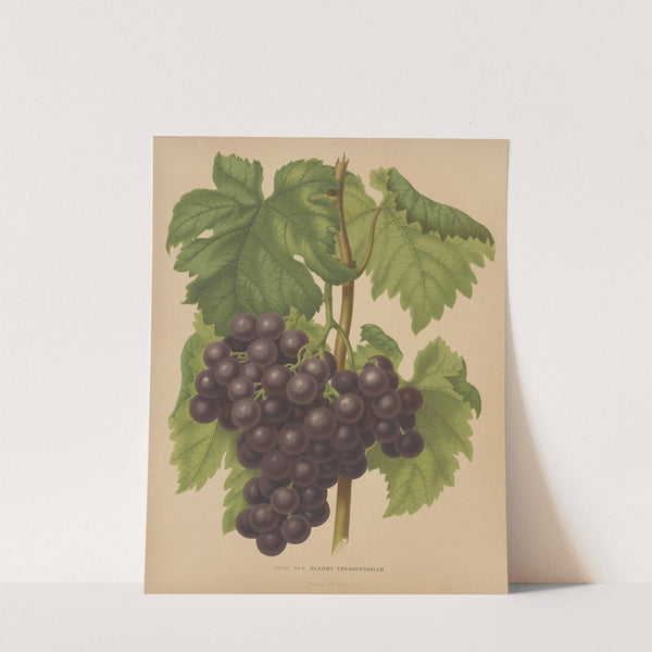 Nederlandsche flora en pomona Pl.50 (1879) by Abraham Jacobus Wendel