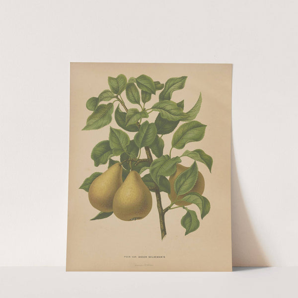 Nederlandsche flora en pomona Pl.51 (1879) by Abraham Jacobus Wendel