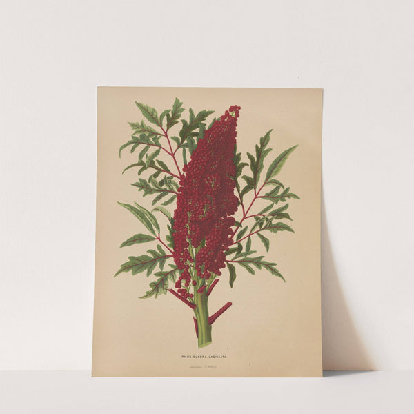 Nederlandsche flora en pomona Pl.52 (1879) by Abraham Jacobus Wendel