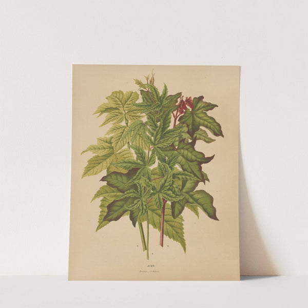 Nederlandsche flora en pomona Pl.53 (1879) by Abraham Jacobus Wendel