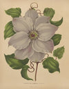 Nederlandsche flora en pomona Pl.54 (1879)