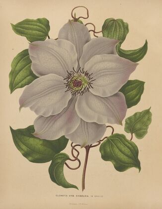Nederlandsche flora en pomona Pl.54 (1879)