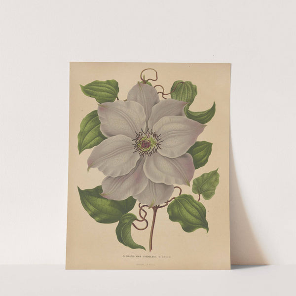 Nederlandsche flora en pomona Pl.54 (1879) by Abraham Jacobus Wendel