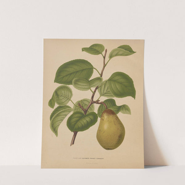 Nederlandsche flora en pomona Pl.55 (1879) by Abraham Jacobus Wendel