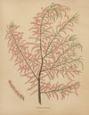 Nederlandsche flora en pomona Pl.56 (1879)