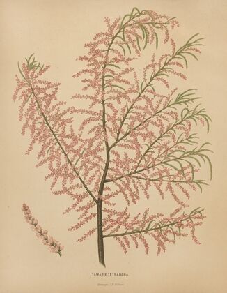 Nederlandsche flora en pomona Pl.56 (1879)