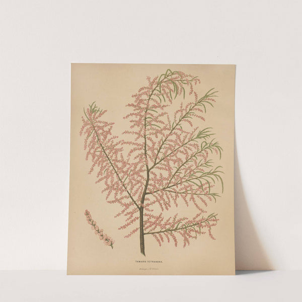 Nederlandsche flora en pomona Pl.56 (1879) by Abraham Jacobus Wendel