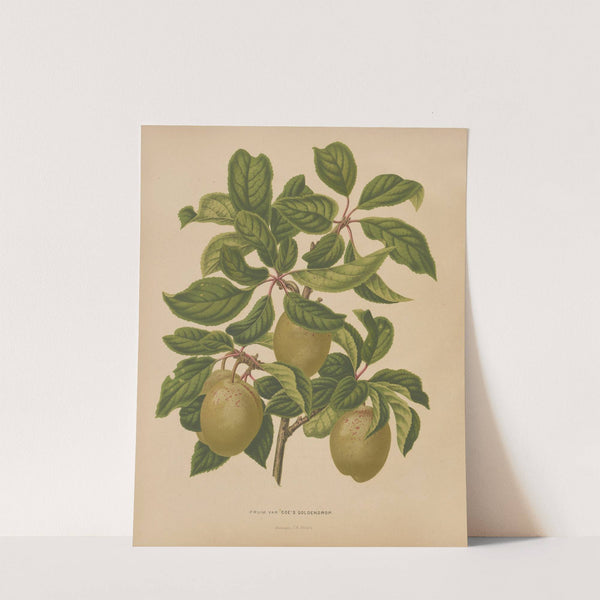 Nederlandsche flora en pomona Pl.57 (1879) by Abraham Jacobus Wendel