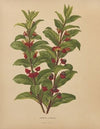 Nederlandsche flora en pomona Pl.60 (1879)