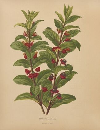Nederlandsche flora en pomona Pl.60 (1879)