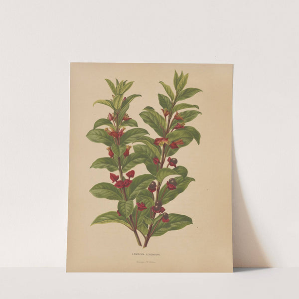 Nederlandsche flora en pomona Pl.60 (1879) by Abraham Jacobus Wendel