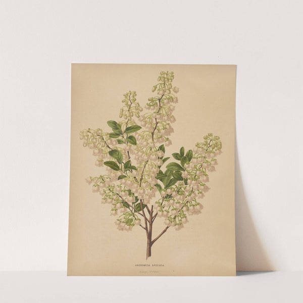 Nederlandsche flora en pomona Pl.61 (1879) by Abraham Jacobus Wendel