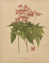 Nederlandsche flora en pomona Pl.62 (1879)