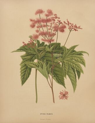 Nederlandsche flora en pomona Pl.62 (1879)