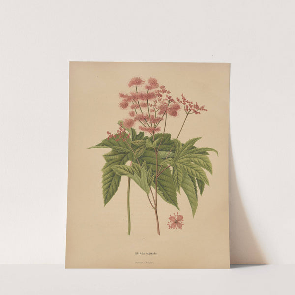 Nederlandsche flora en pomona Pl.62 (1879) by Abraham Jacobus Wendel