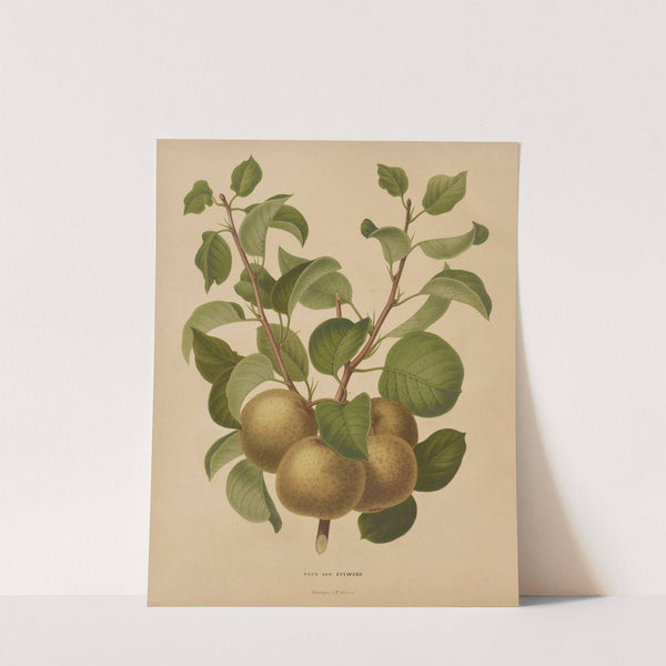 Nederlandsche flora en pomona Pl.63 (1879) by Abraham Jacobus Wendel