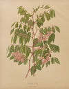 Nederlandsche flora en pomona Pl.64 (1879)