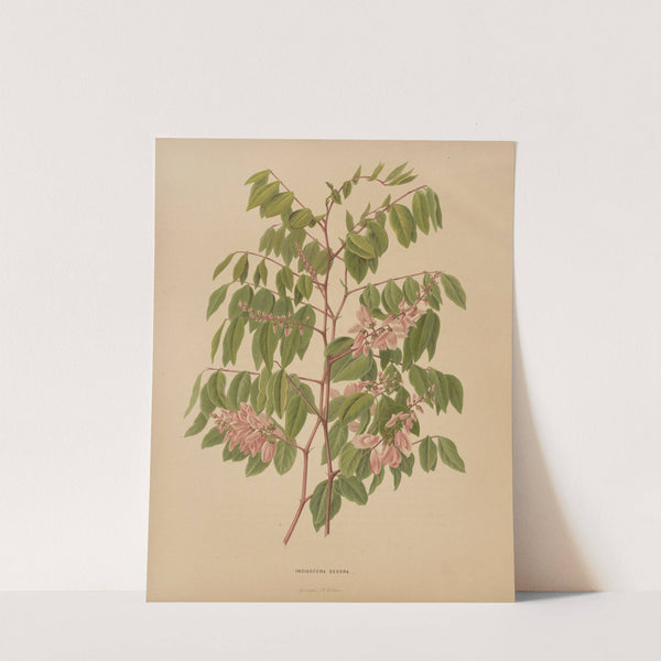 Nederlandsche flora en pomona Pl.64 (1879) by Abraham Jacobus Wendel