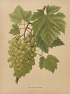 Nederlandsche flora en pomona Pl.65 (1879)