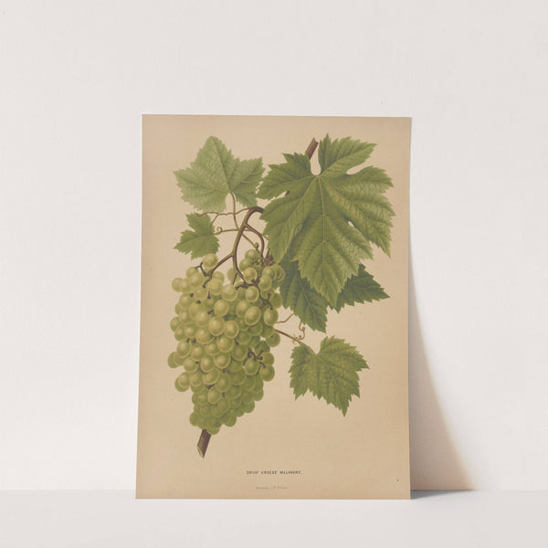 Nederlandsche flora en pomona Pl.65 (1879) by Abraham Jacobus Wendel