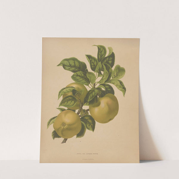 Nederlandsche flora en pomona Pl.67 (1879) by Abraham Jacobus Wendel