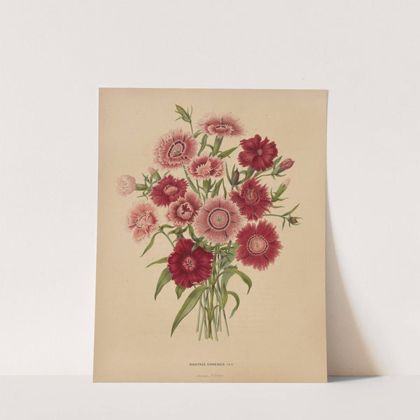 Nederlandsche flora en pomona Pl.68 (1879) by Abraham Jacobus Wendel