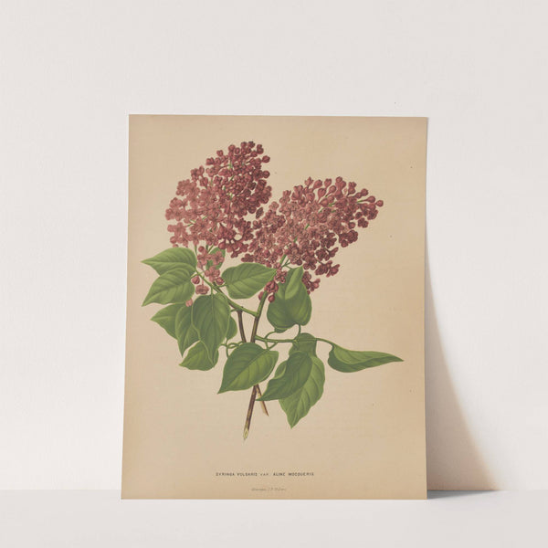 Nederlandsche flora en pomona Pl.69 (1879) by Abraham Jacobus Wendel