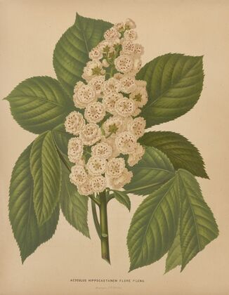Nederlandsche flora en pomona Pl.70 (1879)