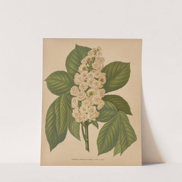 Nederlandsche flora en pomona Pl.70 (1879) by Abraham Jacobus Wendel