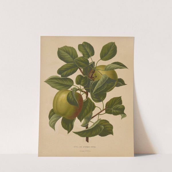 Nederlandsche flora en pomona Pl.71 (1879) by Abraham Jacobus Wendel