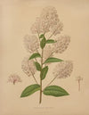 Nederlandsche flora en pomona Pl.72 (1879)