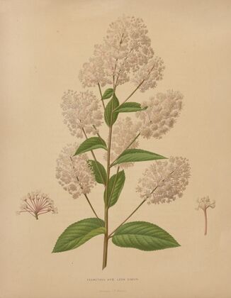 Nederlandsche flora en pomona Pl.72 (1879)
