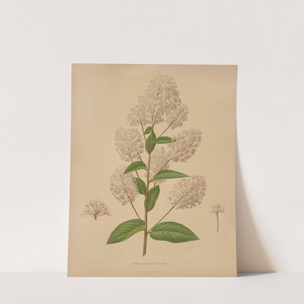 Nederlandsche flora en pomona Pl.72 (1879) by Abraham Jacobus Wendel