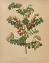 Nederlandsche flora en pomona Pl.73 (1879)