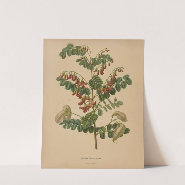 Nederlandsche flora en pomona Pl.73 (1879) by Abraham Jacobus Wendel