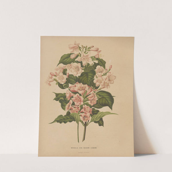 Nederlandsche flora en pomona Pl.74 (1879) by Abraham Jacobus Wendel