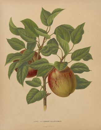 Nederlandsche flora en pomona Pl.75 (1879)